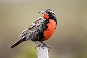 Long-tailed Meadowlark - Male (Fam. Icteridae) formerly: Pezites militaris Range: South America: Argentina, Central Chile, south to Tierra del Fuego; Falkland Islands