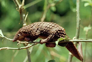 Images Dated 3rd March 2010: Long-tailed Pangolin