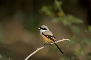 Images Dated 30th May 2008: Long-tailed Shrike