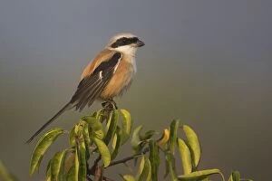 Images Dated 17th September 2010: Long-tailed Shrike At Salim Ali Bird Sanctuary, Chorao, India