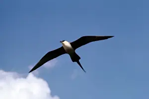 Skuas Prints: Long-tailed Skua