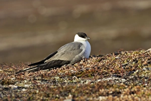 Images Dated 3rd June 2007: Long-tailed Skua / Jaeger. Varanger - Norway