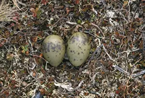 Skuas Prints: Long-tailed Skua - nest with eggs