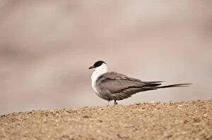Long-tailed Skua - Perched on ground - side view
