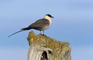 Skuas Prints: Long-tailed Skua - Seward Peninsula Alaska