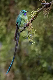 Ecuador Prints: Long-tailed sylph, Ecuador. Date: 25-07-2021