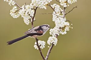 Blackthorn Gallery: Long - tailed Tit - on Blackthorn