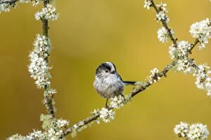 Blackthorn Gallery: Long Tailed Tit - on Blackthorn Blossom - Cornwall - UK