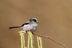 Garden Bird Gallery: Long tailed Tit - on catkins