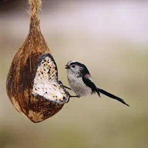 Coconuts Prints: Long Tailed Tit - on coconut