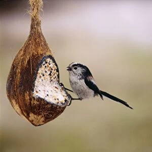 LONG TAILED TIT - on coconut filled with seeds, nut & suet