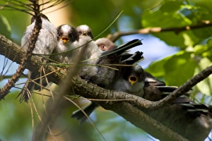 Images Dated 24th May 2008: Long-tailed Tit - family of recently fledged young begging for food
