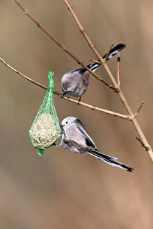 Long tailed Tit - feeding on fat ball in winter, North Hessen, Germany Date: 11-Feb-19