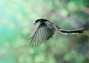 Feather Collection: Long Tailed Tit - in flight