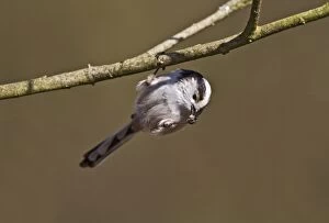 Images Dated 13th March 2010: Long Tailed Tit - hanging to feed - Bedfordshire UK 9279