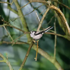 Long Tailed Prints: Long-tailed Tit JAB 3031 Aegithalos caudatus © Jack Bailey / ardea. com