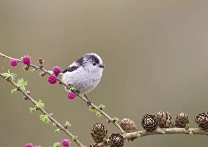 Images Dated 26th March 2011: Long - tailed Tit - on Larch