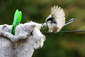 Long-tailed Tit - making nest with floor cloth stolen from washing line Long-tailed Tit - making nest with floor cloth stolen from washing line