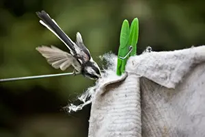 Long-tailed Tit - making nest with floor cloth stolen from washing line