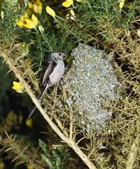 Long Tailed Prints: Long-tailed Tit - at nest in gorse bush - west sussex UK