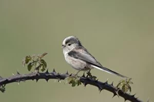 Long-tailed Tit - With nest material in beak