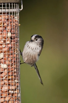 Images Dated 16th February 2008: Long Tailed Tit - on a peanut feeder
