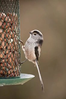 Images Dated 25th February 2006: Long Tailed Tit - at peanut feeder - garden