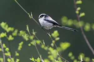 Images Dated 1st April 2012: Long-tailed Tit - perched on branch