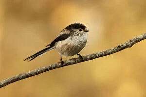 Long-Tailed Tit - perched on a branch - Castile