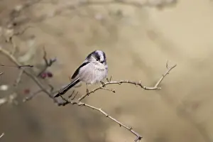Long-tailed Tit Perched in hawthorn Cleveland, UK