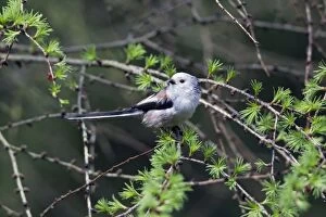 Long-tailed Tit - perched on Larch Tree branch