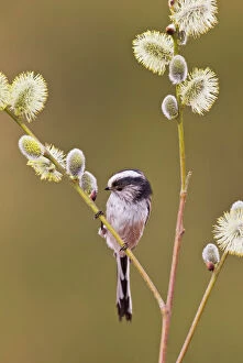 3 Gallery: Long - tailed Tit - on Pussy Willow