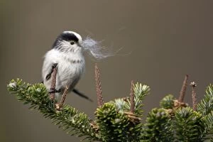 Long-Tailed Tit - With sheeps wool in bill as nest building material. Spring