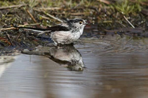 Long-Tailed Tit - taking a bath - Castile and Leon, Spain