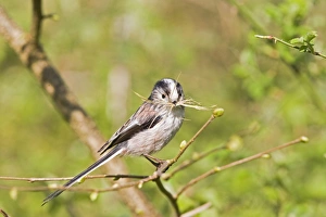 Images Dated 15th April 2007: Long tailed tit – on twig with grass for nest Bedfordshire UK 003928