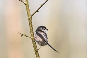 Long tailed tit - on twig near nest