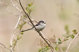 Long Tailed Prints: Long tailed tit – on twig near nest Bedfordshire UK 003924