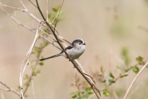 Images Dated 15th April 2007: Long tailed tit – on twig near nest Bedfordshire UK 003924
