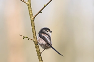 Images Dated 15th April 2007: Long tailed tit – on twig near nest Bedfordshire UK 003926