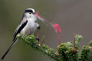 Long-Tailed Tit - With wool in bill as nest building material. Spring. Western race