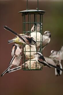 Long tailed Tits adult flock feeding from fat ball feeder