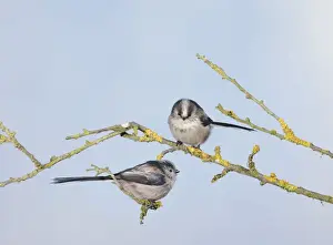 Long-tailed Tits - on branch - Bedfordshire - UK Manipulated Image: Digital composition 006699