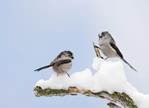 Long-tailed Tits - on snowy branch - Bedfordshire - UK Manipulated Image: Digital composition 006751