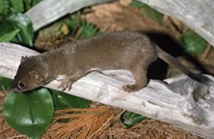 Long-tailed Weasel - turns white in winter USA