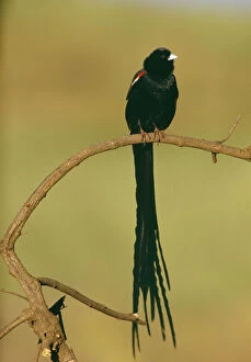 South Africa Gallery: Long-tailed WIDOWBIRD - perched