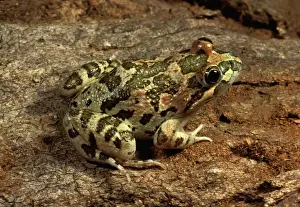 Long-thumbed / Barking frog