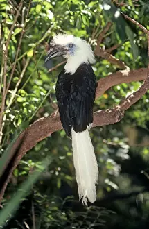 Long / White Crested Hronbill
