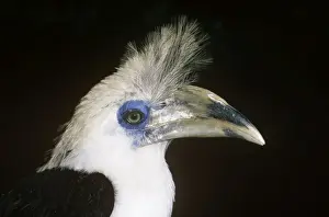 Long / White Crested Hronbill