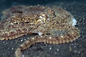 Longarmed Octopus