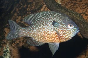 Images Dated 11th October 2007: Longear Sunfish Mississippi River basin Fam: Centrarchidae